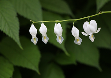 IND Copyright-AMPphotos